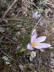 Crocus carpetanus