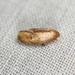 Hoplomorpha caminodes