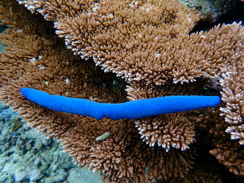 Linckia laevigata observed 2023-02-03
