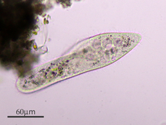 Paramecium