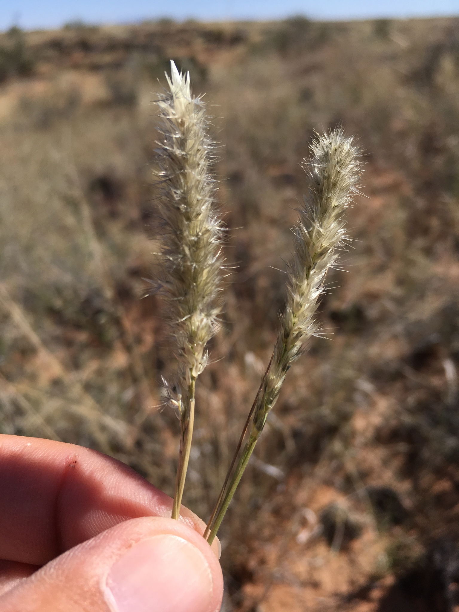 Enneapogon desvauxii
