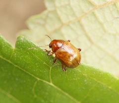 Eumolpinae