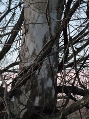 Platanus occidentalis