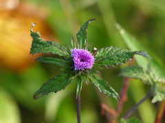 Phyllocephalum scabridum