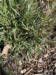 Penstemon heterophyllus