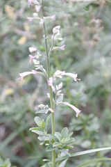 Syncolostemon