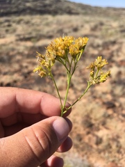 Hymenothrix wislizeni