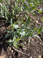 Penstemon centranthifolius
