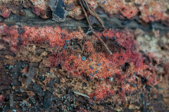 Hyphodiscus hymeniophilus