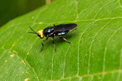 Cyphomyia