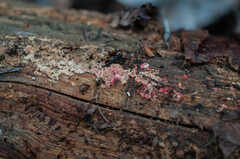 Hyphodiscus hymeniophilus