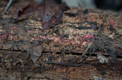 Hyphodiscus hymeniophilus