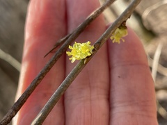 Lindera benzoin
