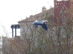 Ardea cinerea