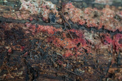 Hyphodiscus hymeniophilus