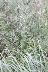 Syncolostemon