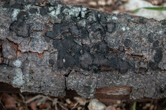 Biscogniauxia nummularia