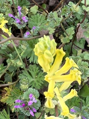 Corydalis aurea