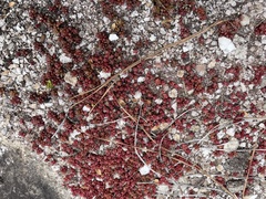 Sedum smallii