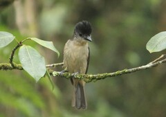 Pachyramphus validus