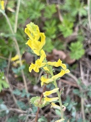 Corydalis aurea