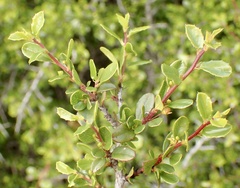 Rhamnus crocea