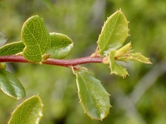 Rhamnus crocea