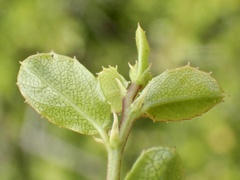 Rhamnus crocea