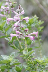 Syncolostemon