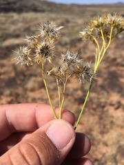 Hymenothrix wislizeni