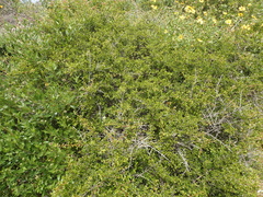 Rhamnus crocea