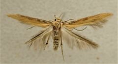 Stathmopoda skelloni