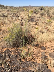 Hymenothrix wislizeni