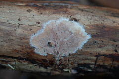 Etheirodon fimbriatum