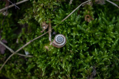 Xerolenta obvia