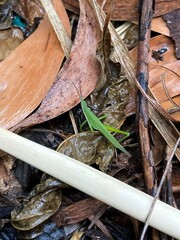 Atractomorpha australis