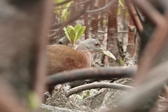 Chestnut Rail photo 2