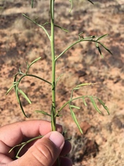 Hymenothrix wislizeni