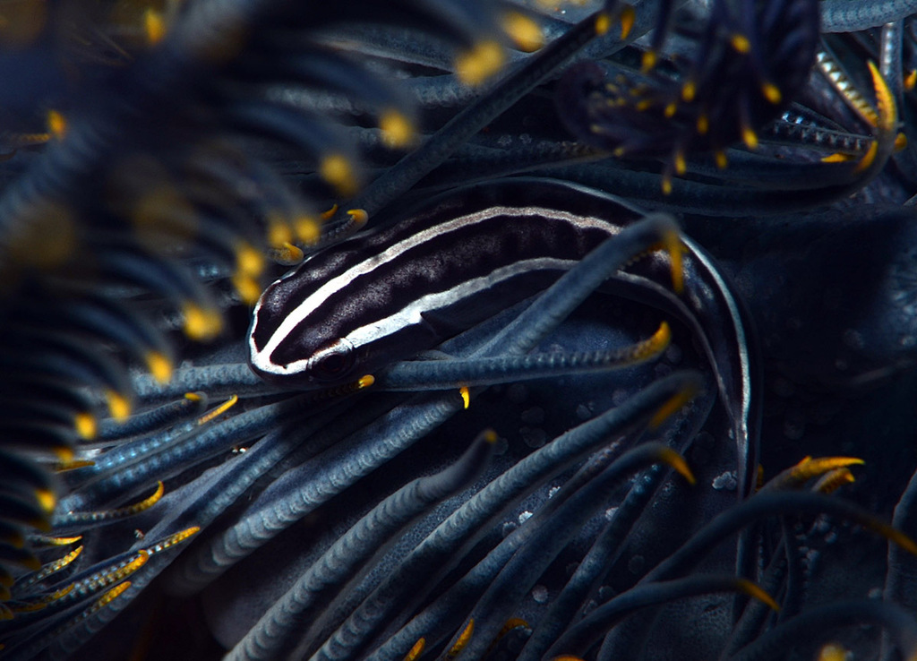 Crinoid clingfish (Discotrema crinophilum) — Gobiesocidae