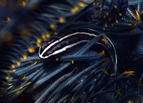 Crinoid clingfish (Discotrema crinophilum) — Gobiesocidae