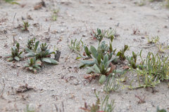 Plagiobothrys arizonicus