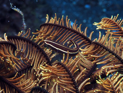 Lepadichthys lineatus