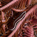 Lepadichthys geminus - Photo (c) uwkwaj, algunos derechos reservados (CC BY-NC), subido por uwkwaj