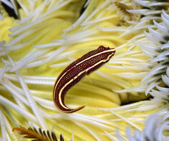 Lepadichthys lineatus