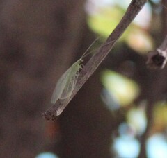 Chrysoperla carnea