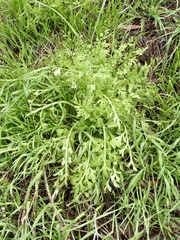Papaver californicum