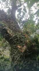 Peperomia rotundifolia