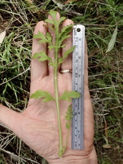 Papaver californicum