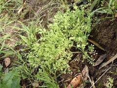 Papaver californicum