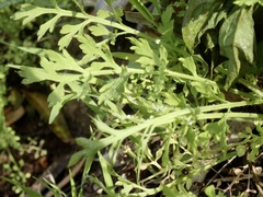 Papaver californicum